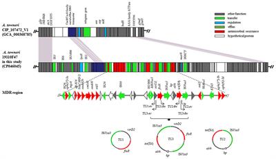 Characterization of a genomic Island carrying the tet(X4) gene in porcine Acinetobacter towneri co-harboring plasmid-borne blaNDM−1 and blaOXA−58 genes